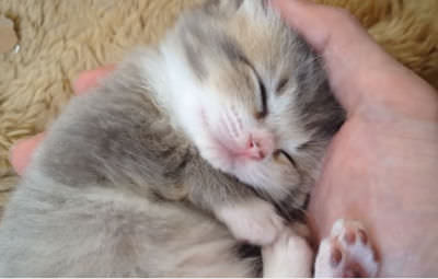 かわいい猫 手のひらで熟睡しちゃう子猫の寝顔が天使すぎるねこ動画 キュン死に注意です ねこログ